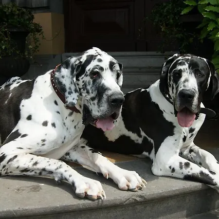 Chateau Neufays Πανσιόν